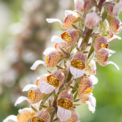 Digitalis Lanata, of wollig vingerhoedskruid